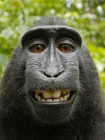 Can A Monkey Own a Copyright?